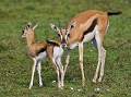  gazelle de thomson 
 Tanzanie 
